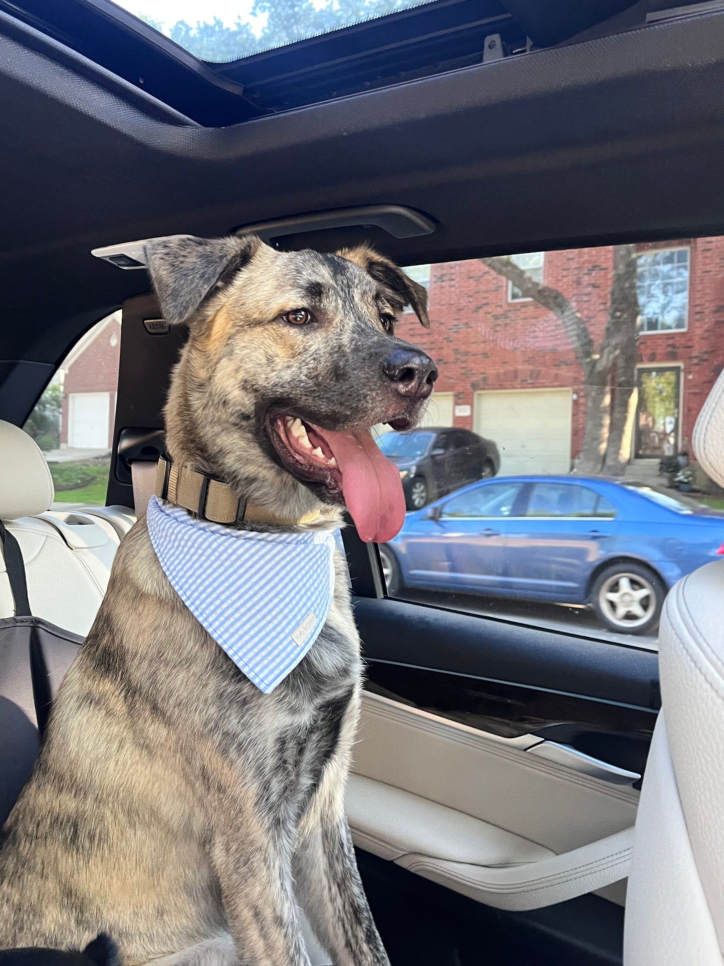 “The Hampton” Dog Bandana