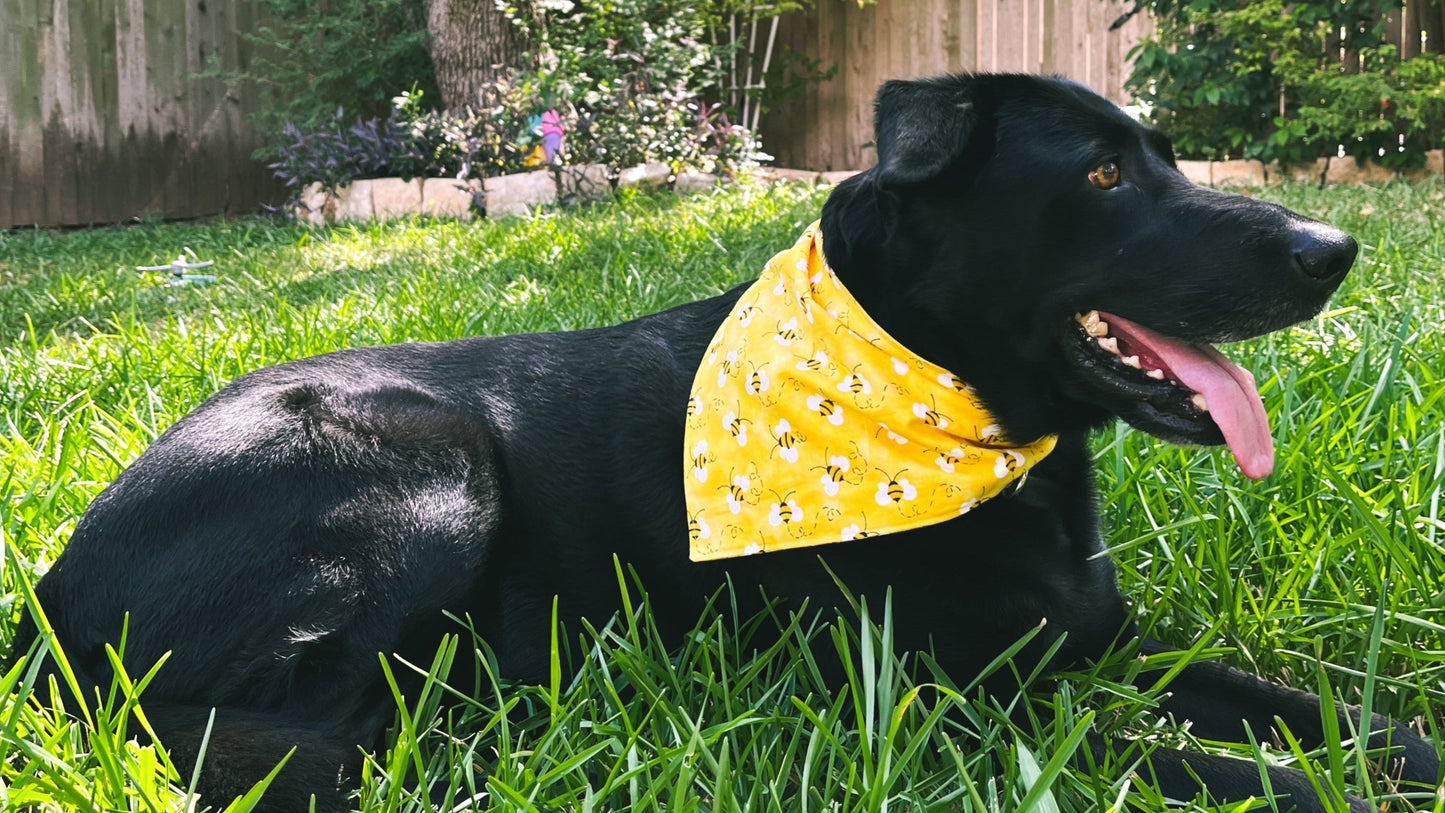 black dog black lab wearing yellow bumble bee dog dog bandana