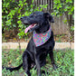 black dog black lab wearing purple colorful kaleidoscope dog bandana 