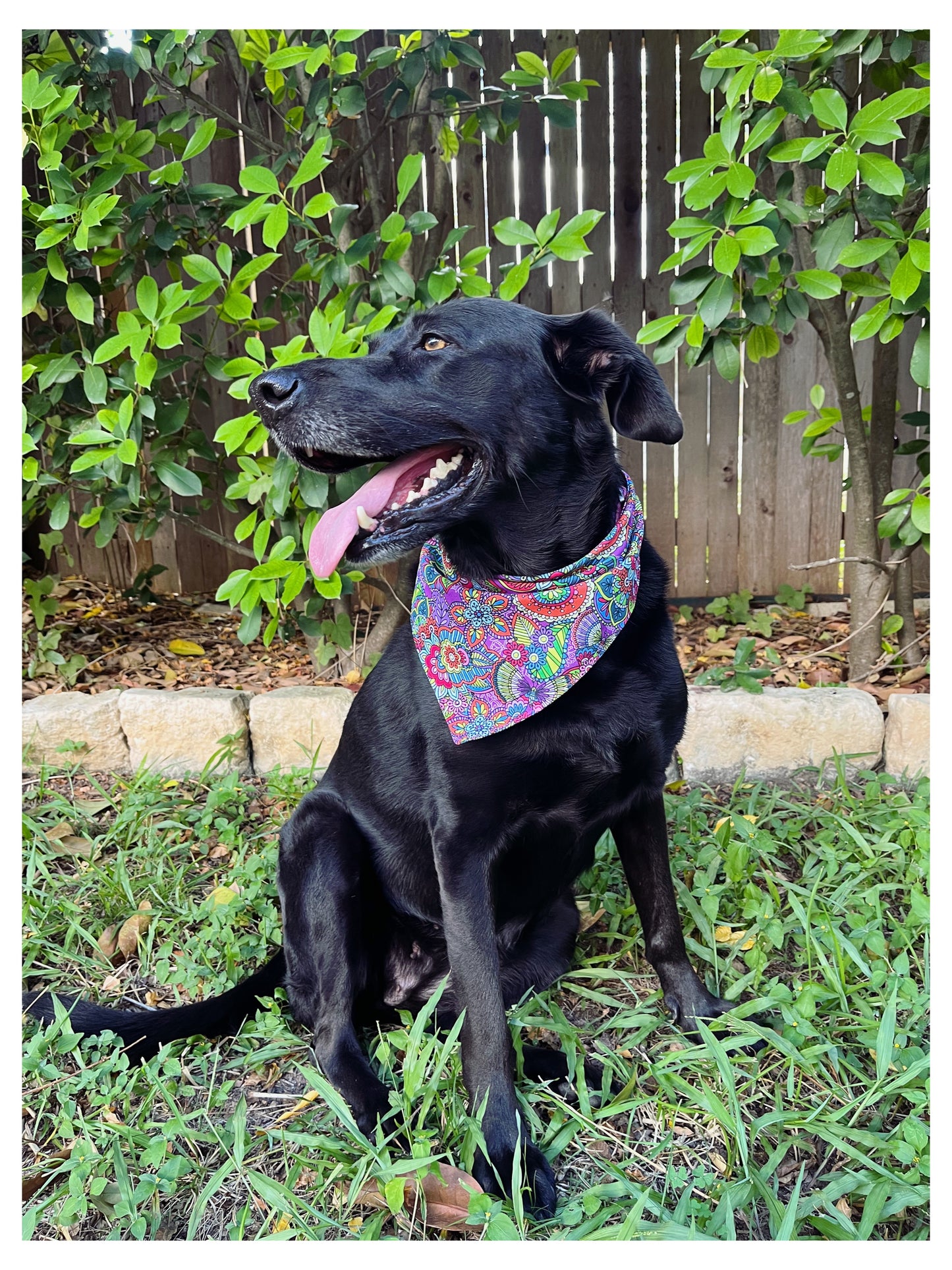 black dog black lab wearing purple colorful kaleidoscope dog bandana