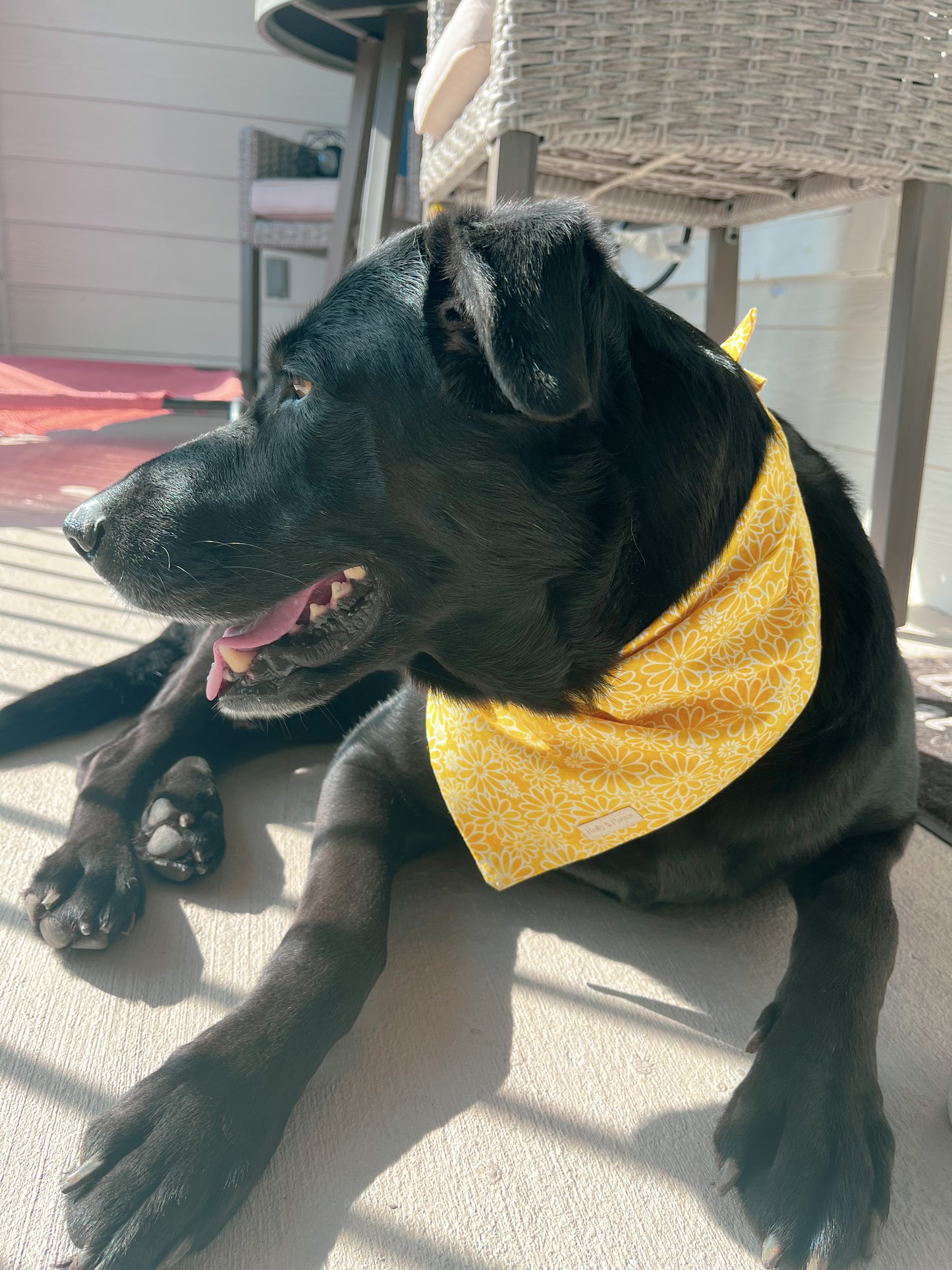 Black dog Labrador wearing yellow daises dog bandana