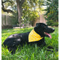 black dog black lab wearing yellow bumble bee dog dog bandana