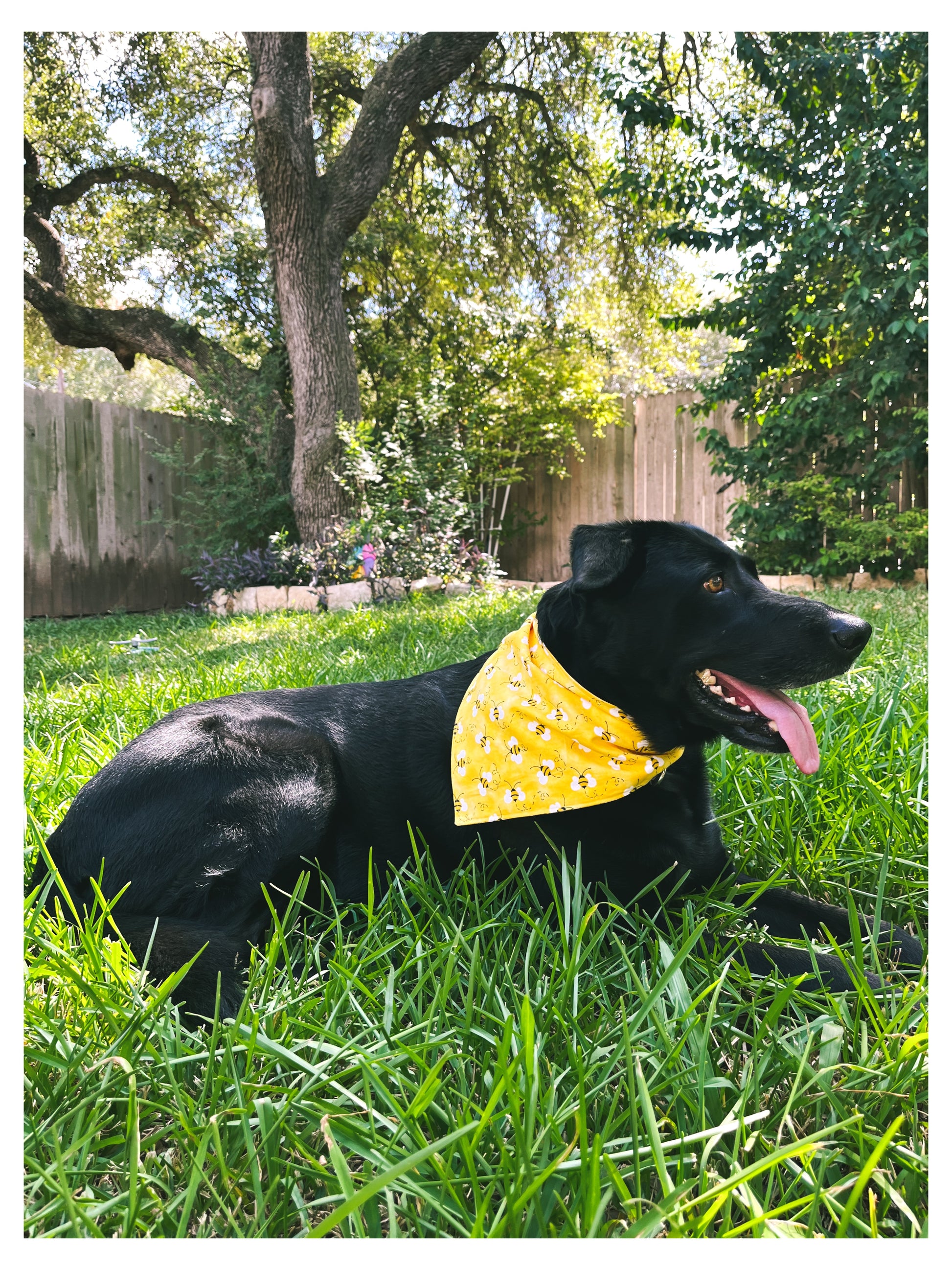 black dog black lab wearing yellow bumble bee dog dog bandana