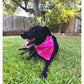 black dog black lab wearing hot pink dog bandana