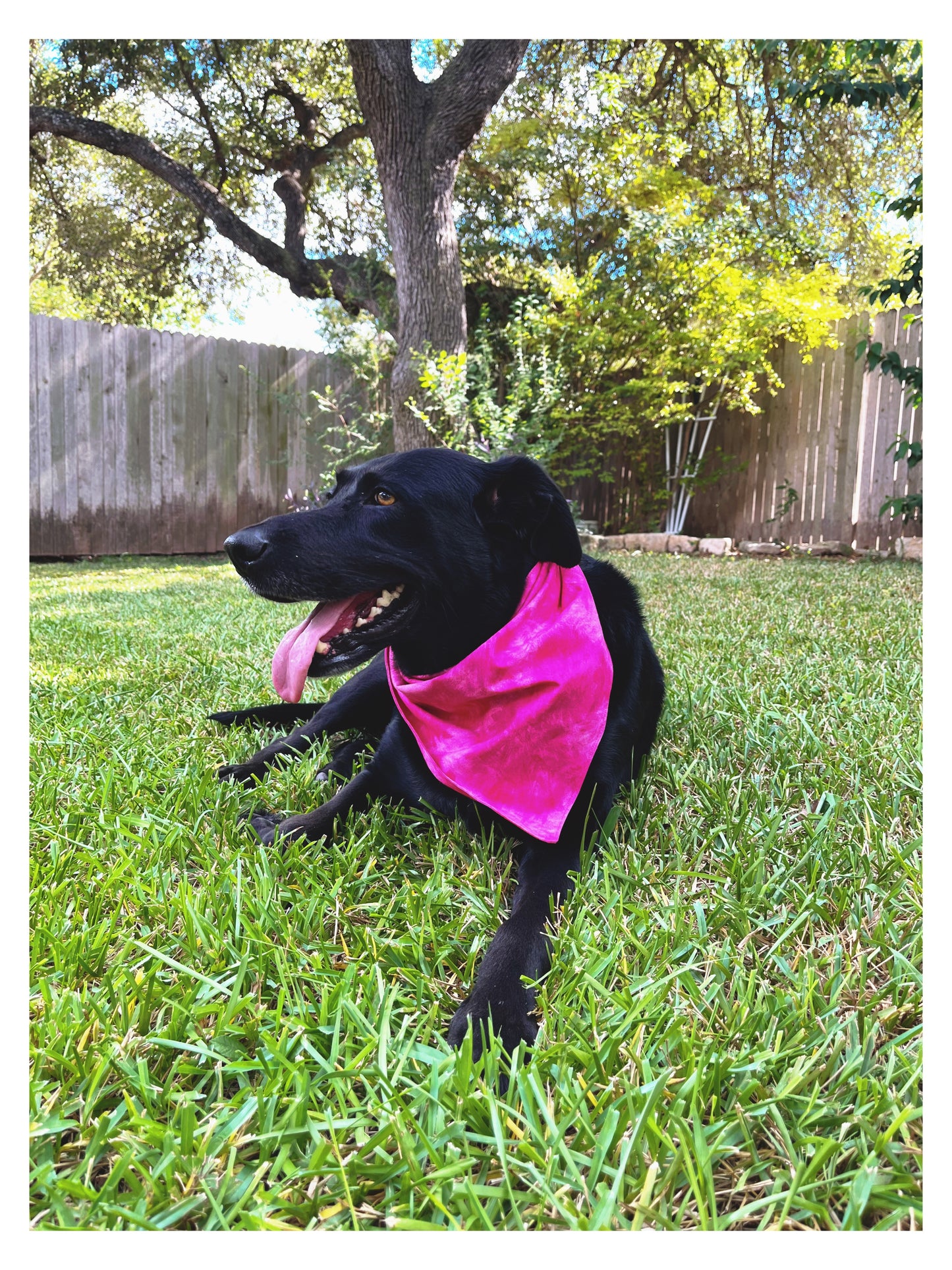 black dog black lab wearing hot pink dog bandana