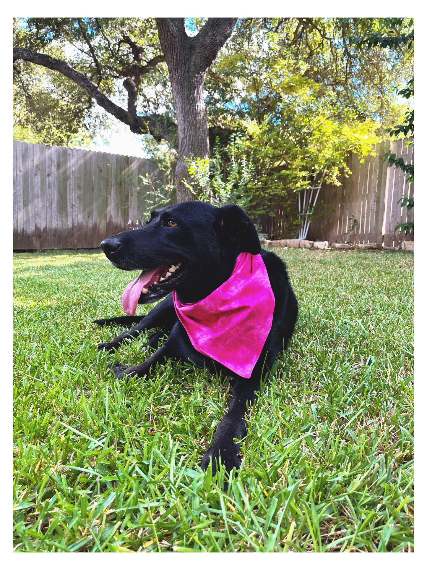 black dog Labrador wearing hot pink dog bandana