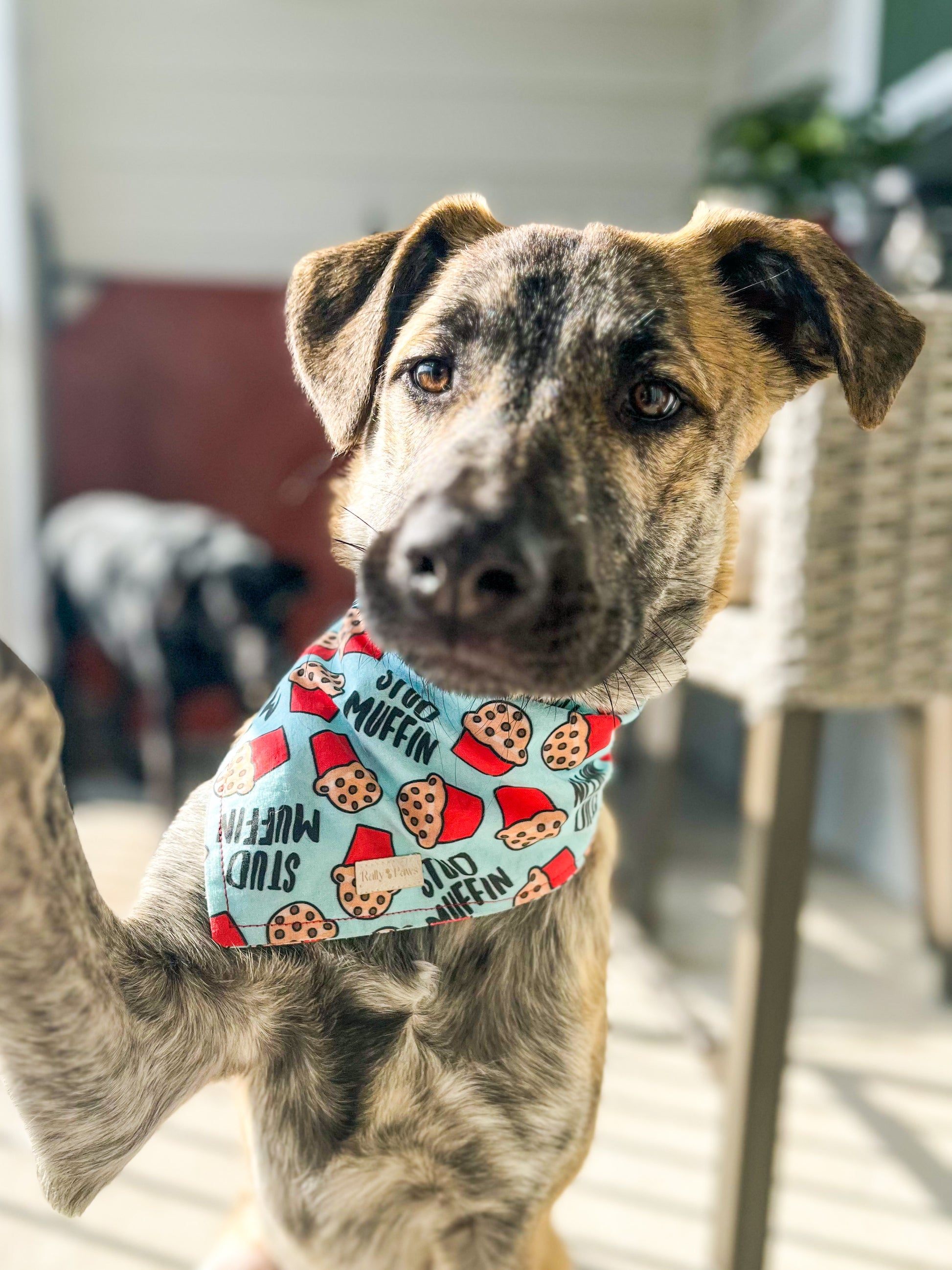 cute brindle dog puppy wearing stud muffin dog bandana