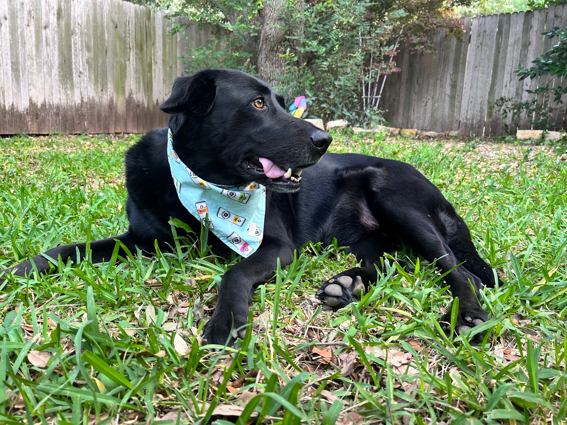 Black dog Labrador wearing white claw dog bandana