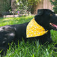 black dog black lab wearing yellow bumble bee dog dog bandana