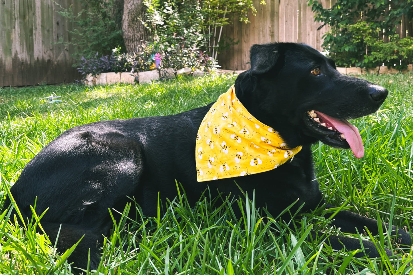 black dog black lab wearing yellow bumble bee dog dog bandana