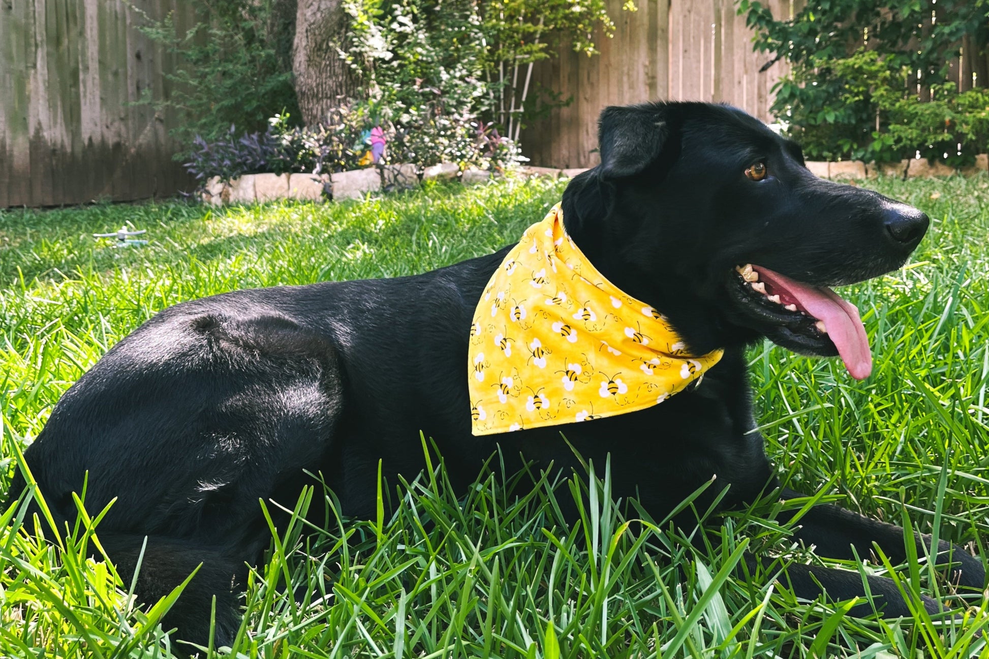 black dog black lab wearing yellow bumble bee dog dog bandana
