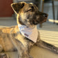 "The Northerner" (reversible) Dog Bandana