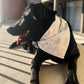 Black dog Labrador wearing white dog bandana with glitter snowflakes