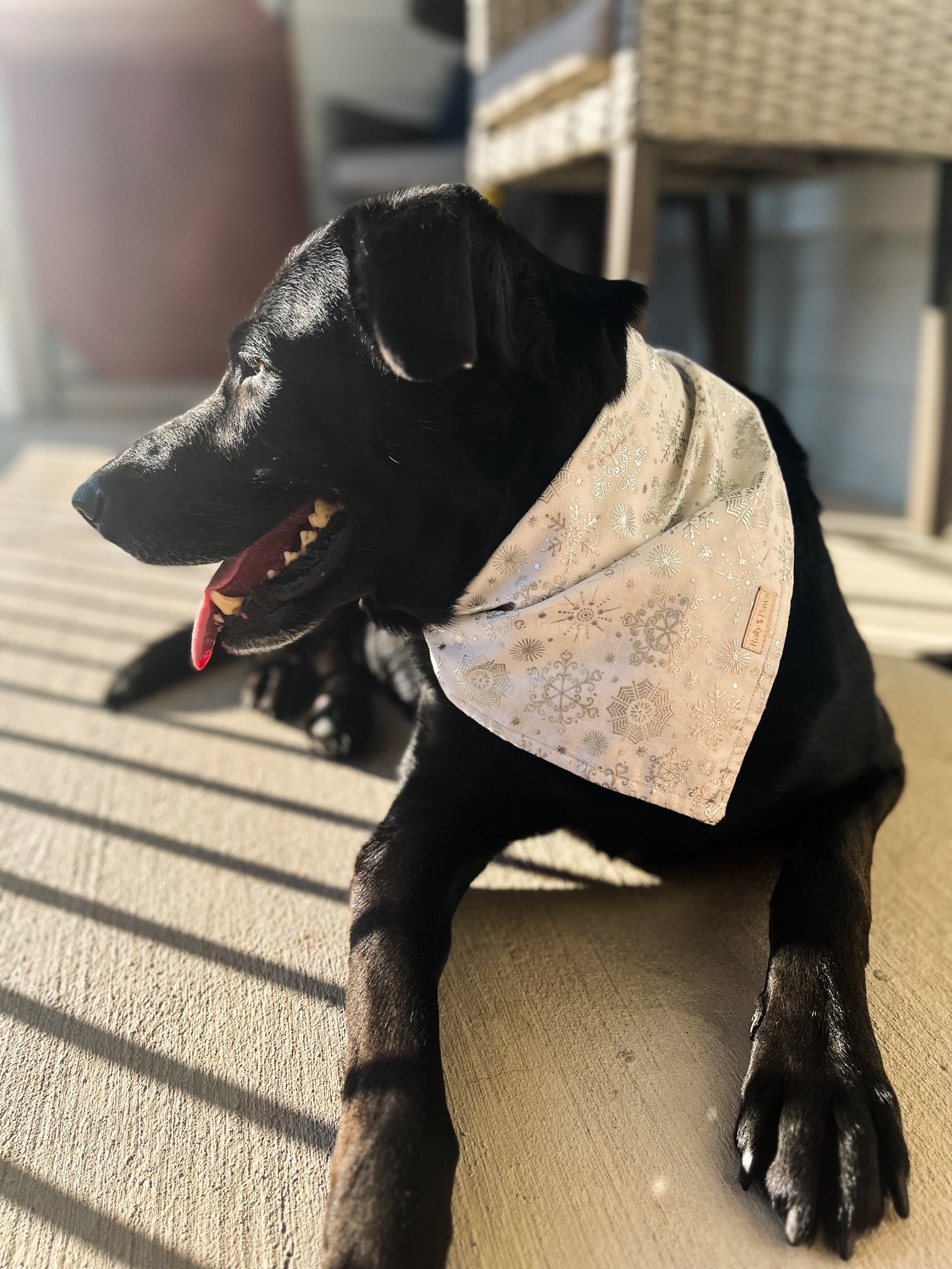 Black dog Labrador wearing white dog bandana with glitter snowflakes