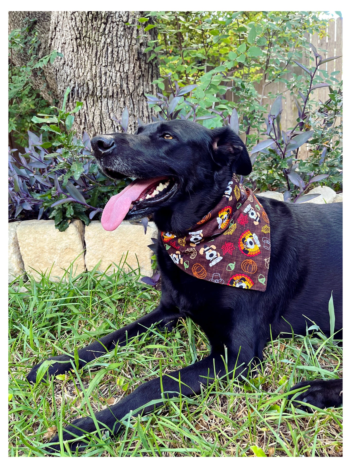 Black dog wearing brown Thanksgiving dog bandana 