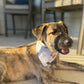 "The Northerner" (reversible) Dog Bandana